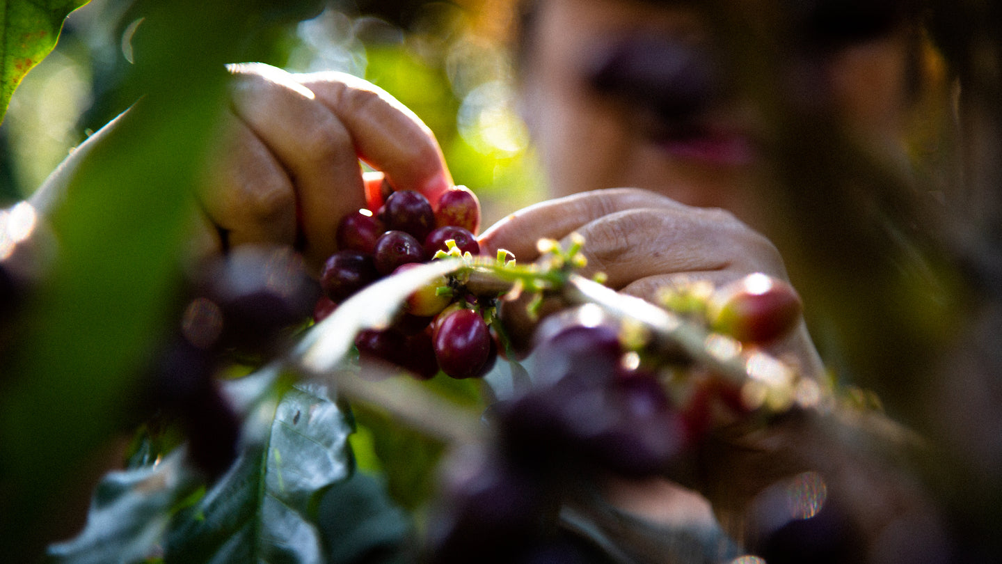 Guatemala, Primavera Coffee