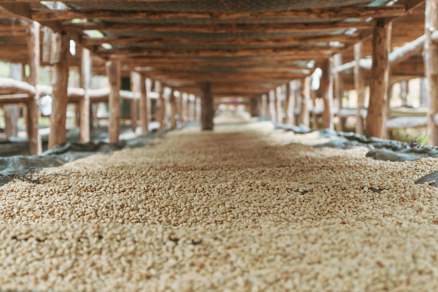 El Salvador, CaféNor pacamara