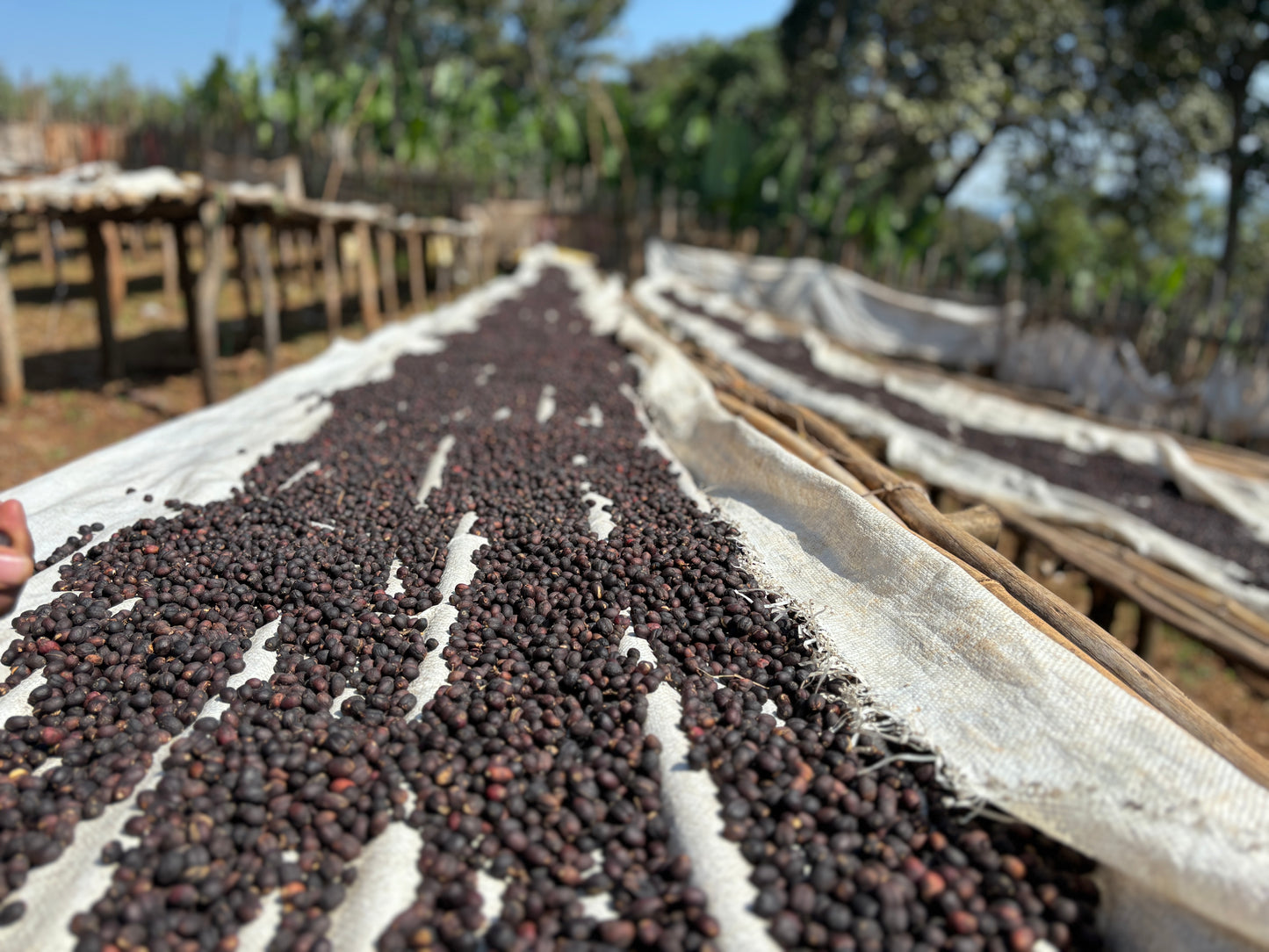 Ethiopia Yirgacheffe HARU SUKE G1 Natural