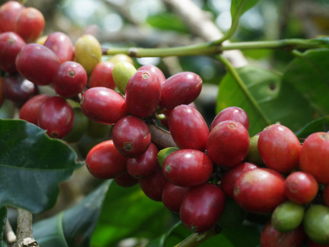 Indonesia, Aceh Alur Badak