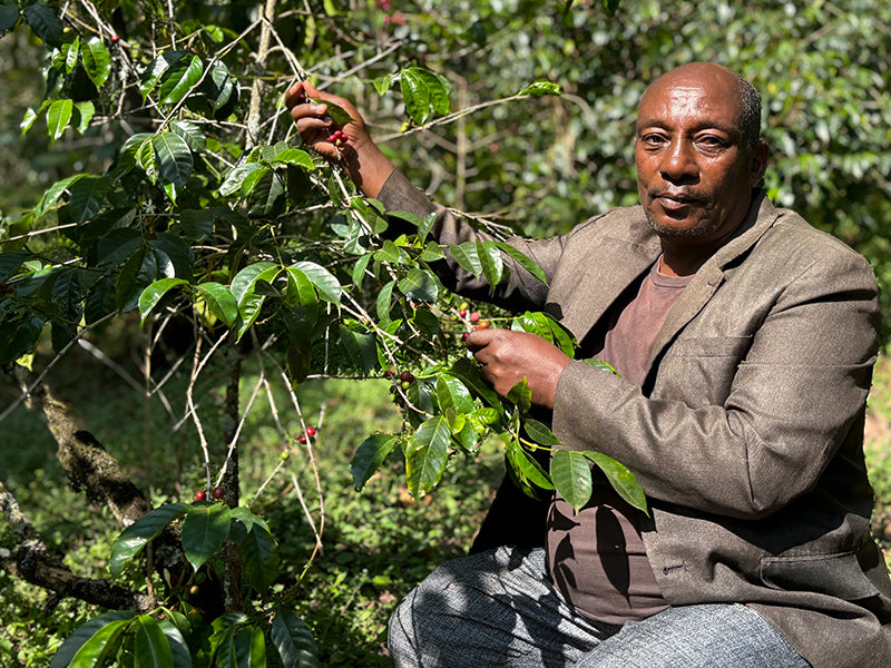 Ethiopia Yirgacheffe HARU SUKE　G1 Natural