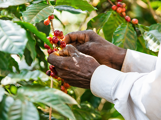 Tanzania, African Canopy